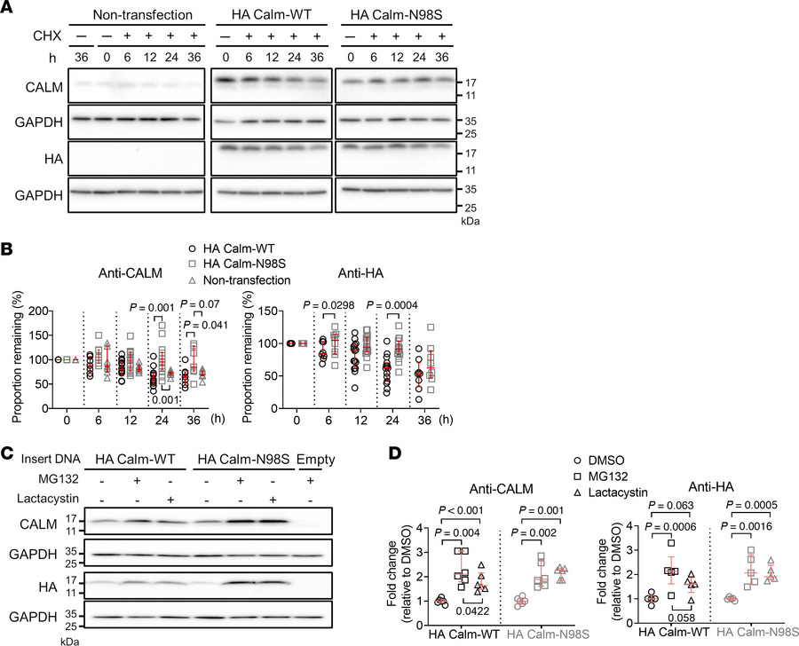 Quantification of CALM protein degradation.
(A) Western blots of lysates...