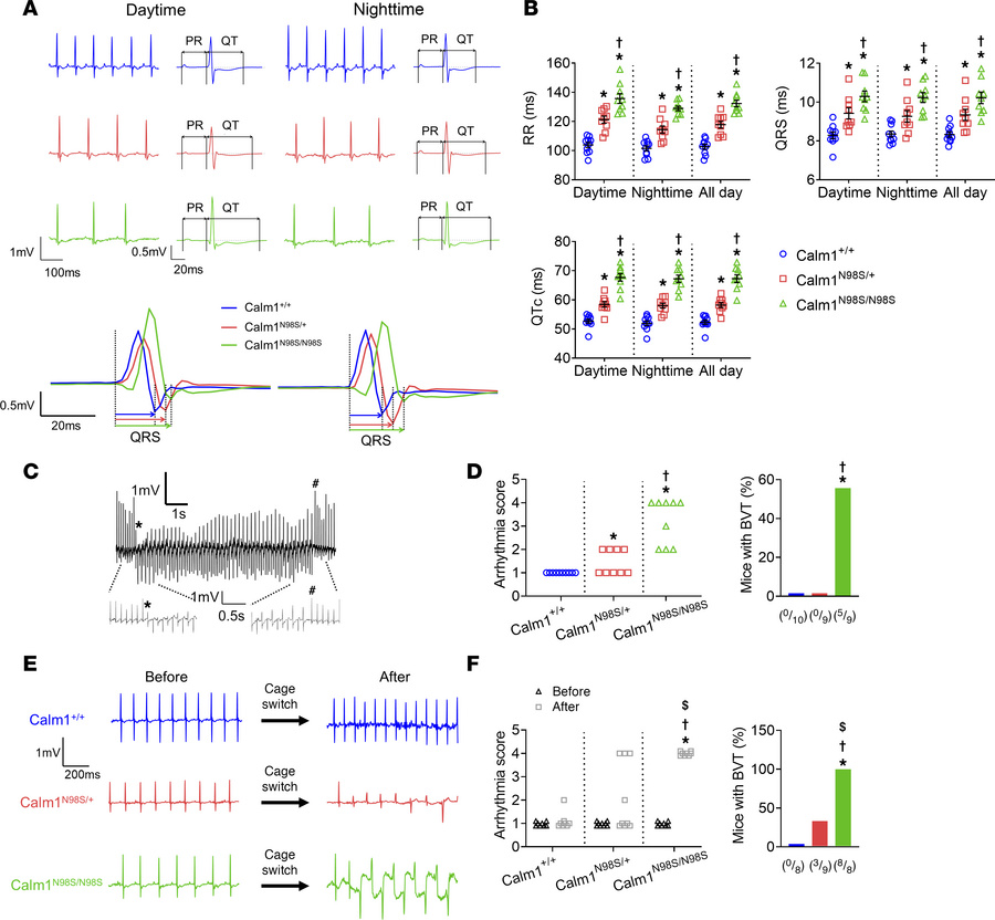 Dosage of Calm1N98S allele determines electrical phenotype in mice.
(A) ...