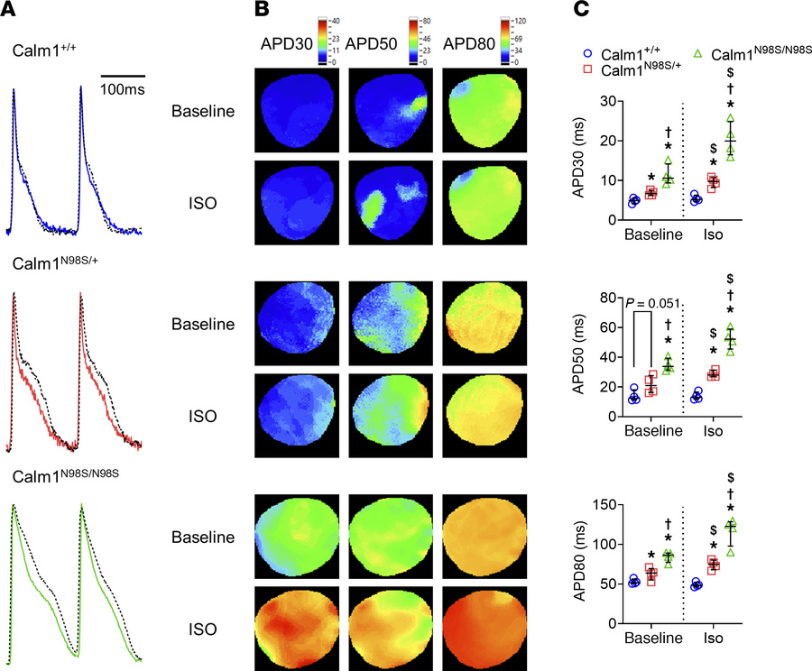 Magnitude of APD prolongation correlates with number of Calm1N98S allele...