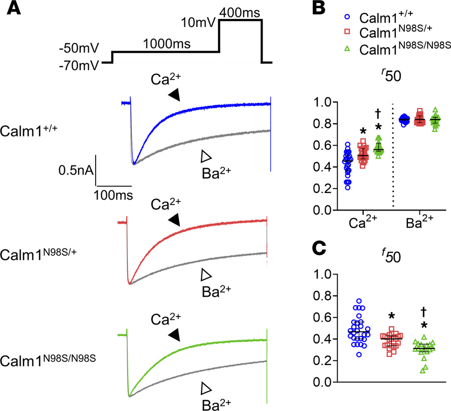 Progressive CDI decrement of cardiac ICa.L with increase in Calm1N98S al...
