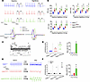 Dosage of Calm1N98S allele determines electrical phenotype in mice.