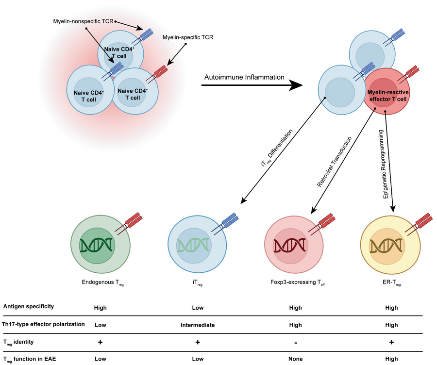 graphical abstract