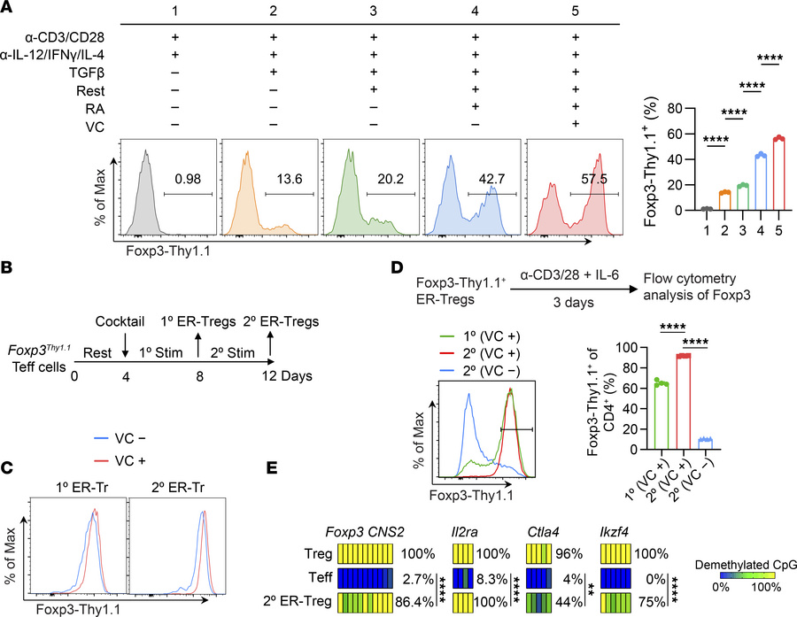 Epigenetic reprogramming of CD4+ Teff cells into Tregs.
(A) Flow cytomet...