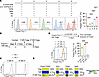 Epigenetic reprogramming of CD4+ Teff cells into Tregs.