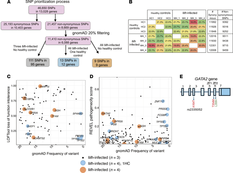 Exploring the genetic basis of impaired M. haemophilum–specific proinfla...