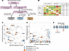 Exploring the genetic basis of impaired M. haemophilum–specific proinflamma