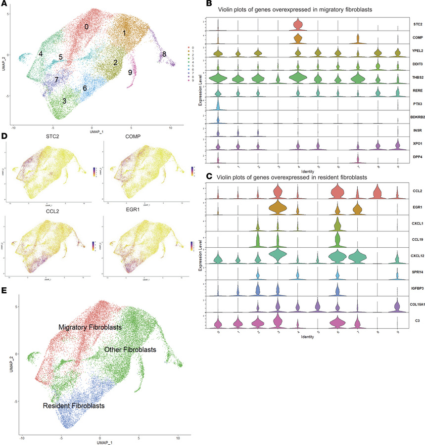 Identifying the resident and migratory fibroblasts within the UMAP fibro...