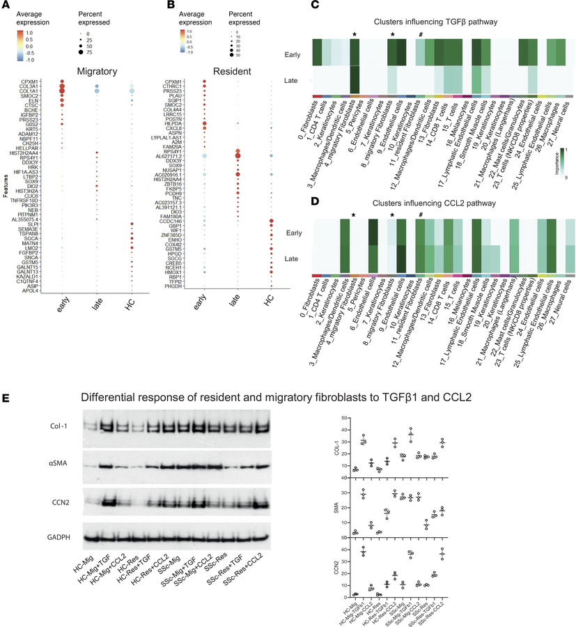 Cellular interaction and differential cytokine response for migratory an...