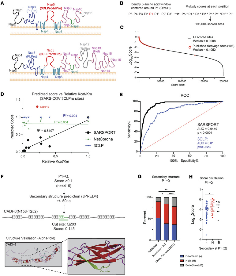 Bioinformatic prediction of SARS-COV2 3CL human protein targets.
(A) Dia...