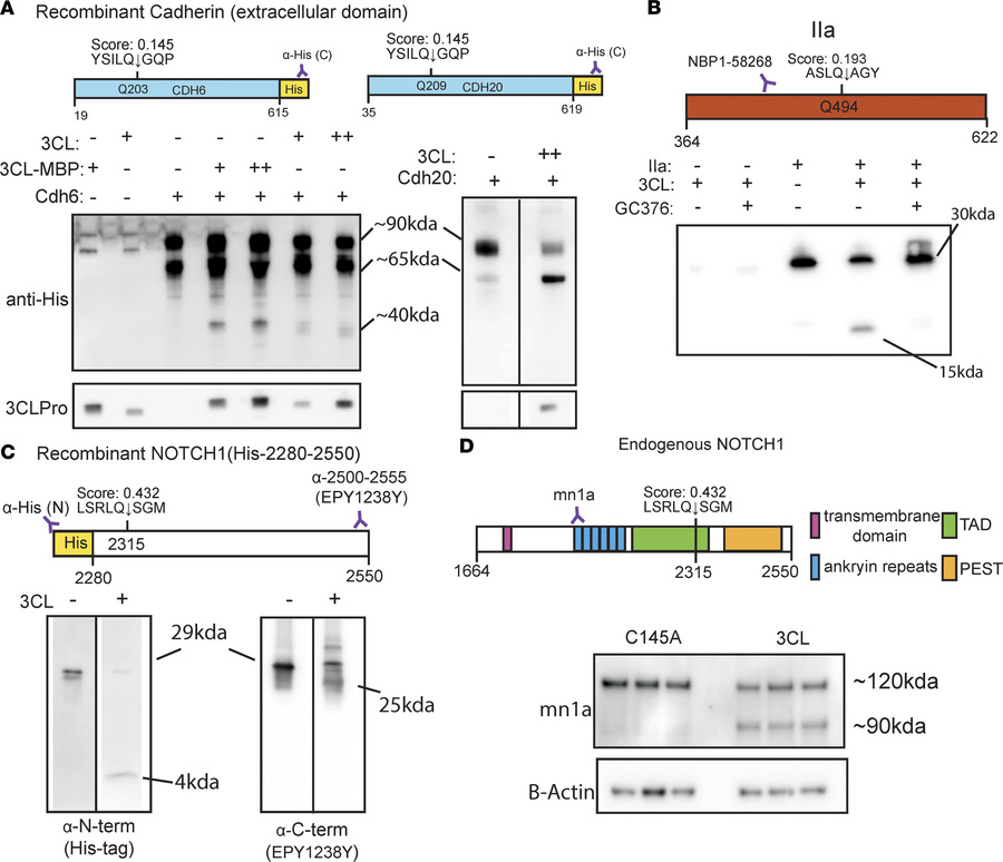 Validation of predicted protein targets.
(A) Western blot of in vitro cl...