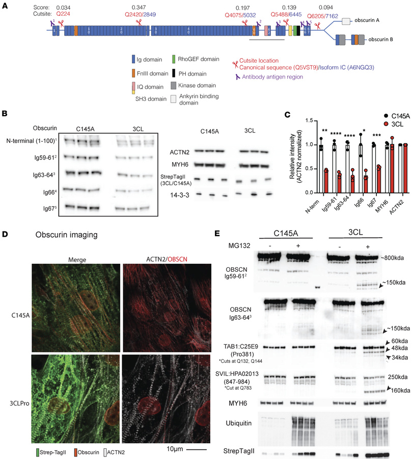 Obscurin cleavage with 3CLPro expression.
(A) Schematic of Obscurin doma...