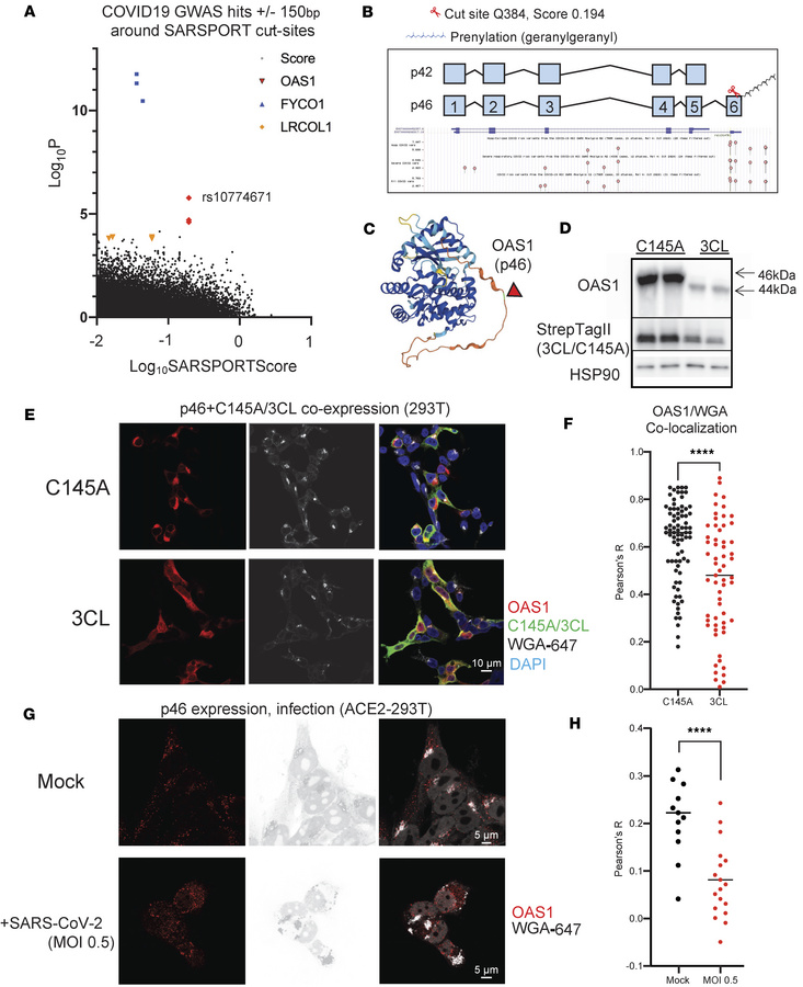 OAS1 degradation and relocalization with 3CLPro expression.
(A) Identifi...