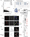 OAS1 degradation and relocalization with 3CLPro expression.