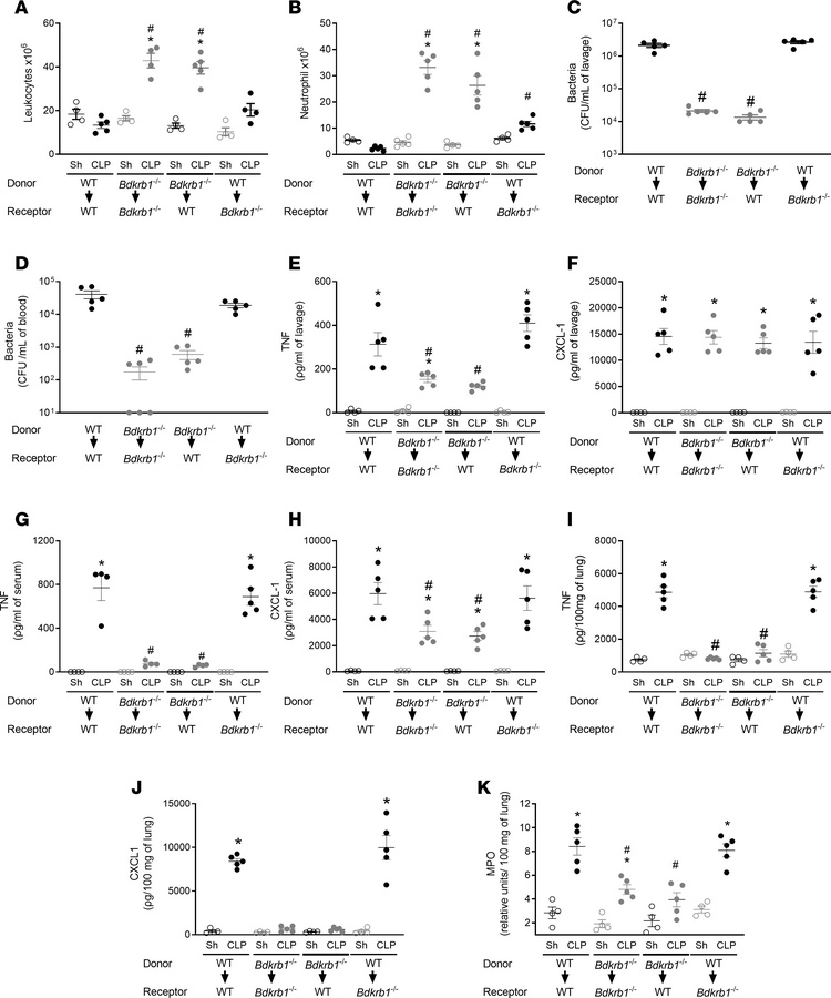 BDKRB1 in myeloid cells plays an essential role in exacerbating the infl...