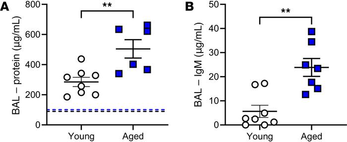 Effect of aging during mechanical ventilation on protein leak within the...