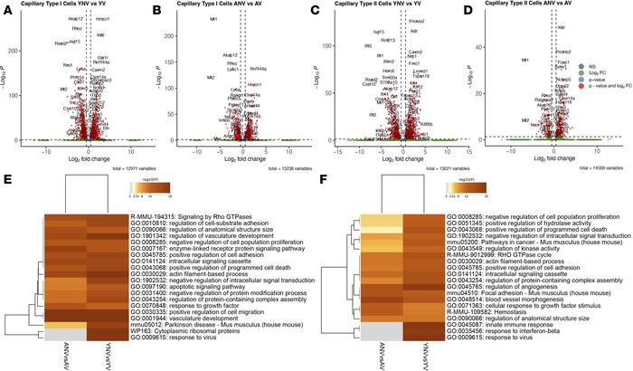 Effect of age on the transcriptomic response to mechanical ventilation i...