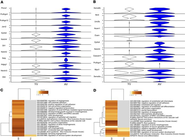 The effect of aging on inferred cell-cell contact autocrine signaling fr...