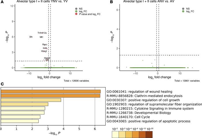 Effect of age on the transcriptomic response to mechanical ventilation i...