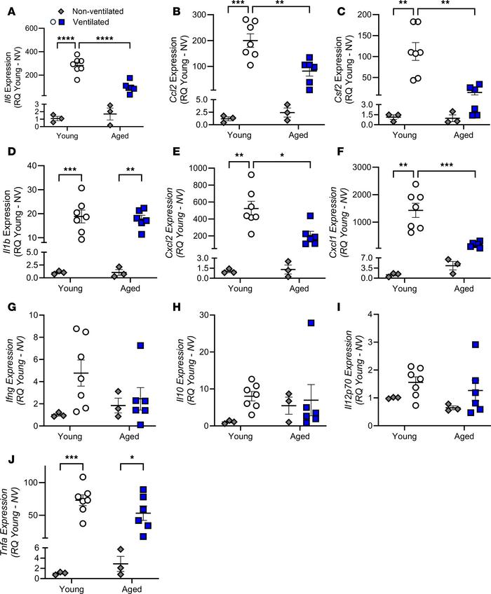 Effect of age and mechanical ventilation (20 mL/kg for 3 hours) on expre...