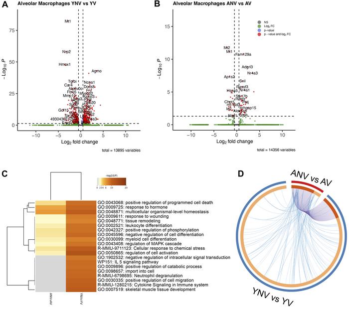 Effect of age on the transcriptomic response to mechanical ventilation i...