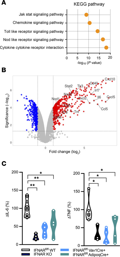 IFN-I/IFNAR axis modifies adipocyte transcriptome and inflammatory outpu...