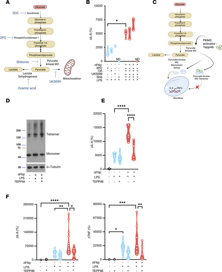 IFN-I sensing alters PKM2 function to instruct adipocyte inflammatory vi...