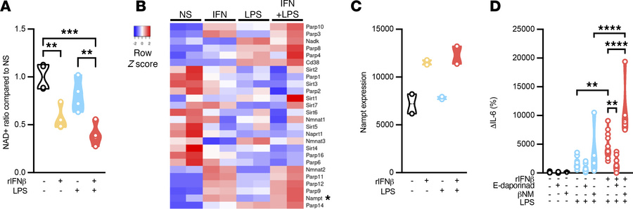 IFN-I sensing via skewed NAD+ utilization instructs adipocyte inflammato...