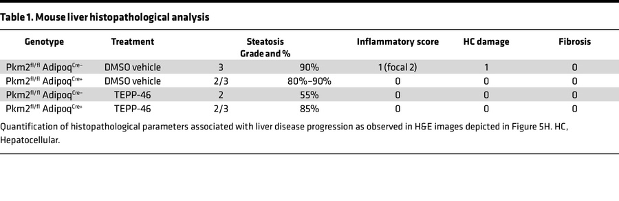 Mouse liver histopathological analysis
