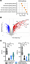 IFN-I/IFNAR axis modifies adipocyte transcriptome and inflammatory output.