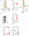 IFN-I sensing alters PKM2 function to instruct adipocyte inflammatory vigor