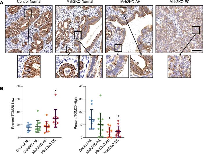 Mitochondrial content decreased during Msh2KO EC development.
(A) Repres...