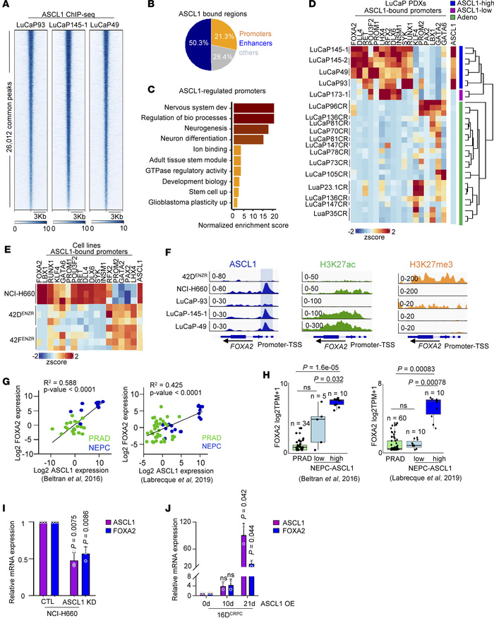 ASCL1 regulates FOXA2 in terminal NEPC.
(A) Heatmap of ASCL1 binding int...