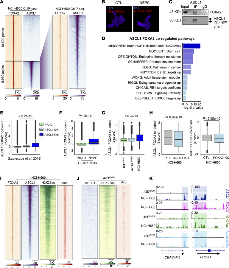 FOXA2 cooperates with ASCL1 in NEPC.
(A) Heatmap of FOXA2 and ASCL1 ChIP...