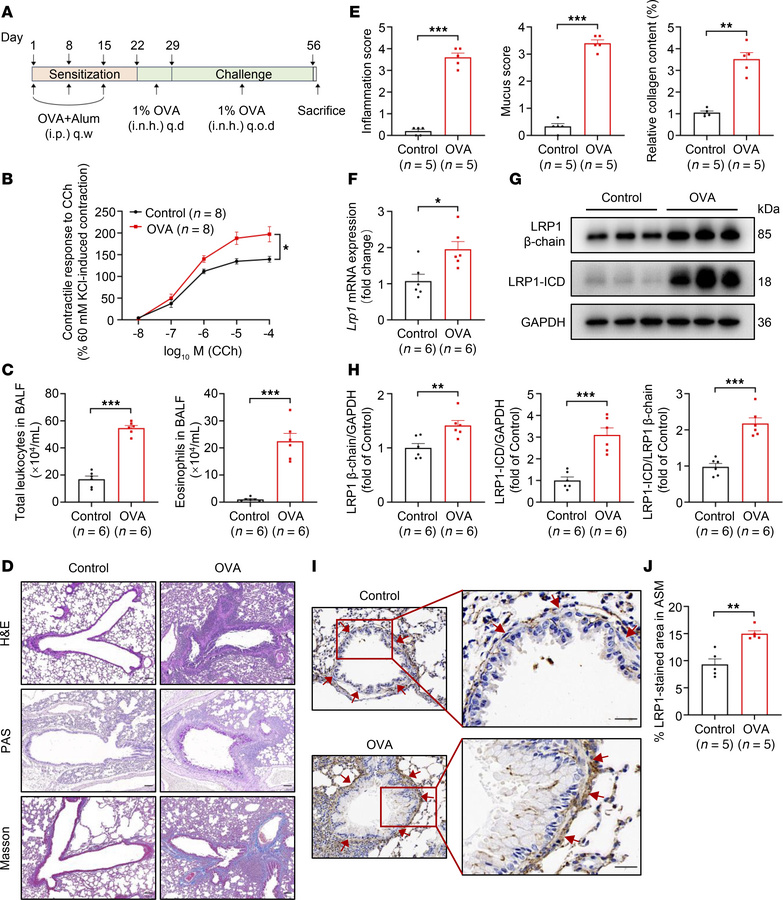 Upregulation of LRP1 expression in ASM cells of mice modeling chronic as...