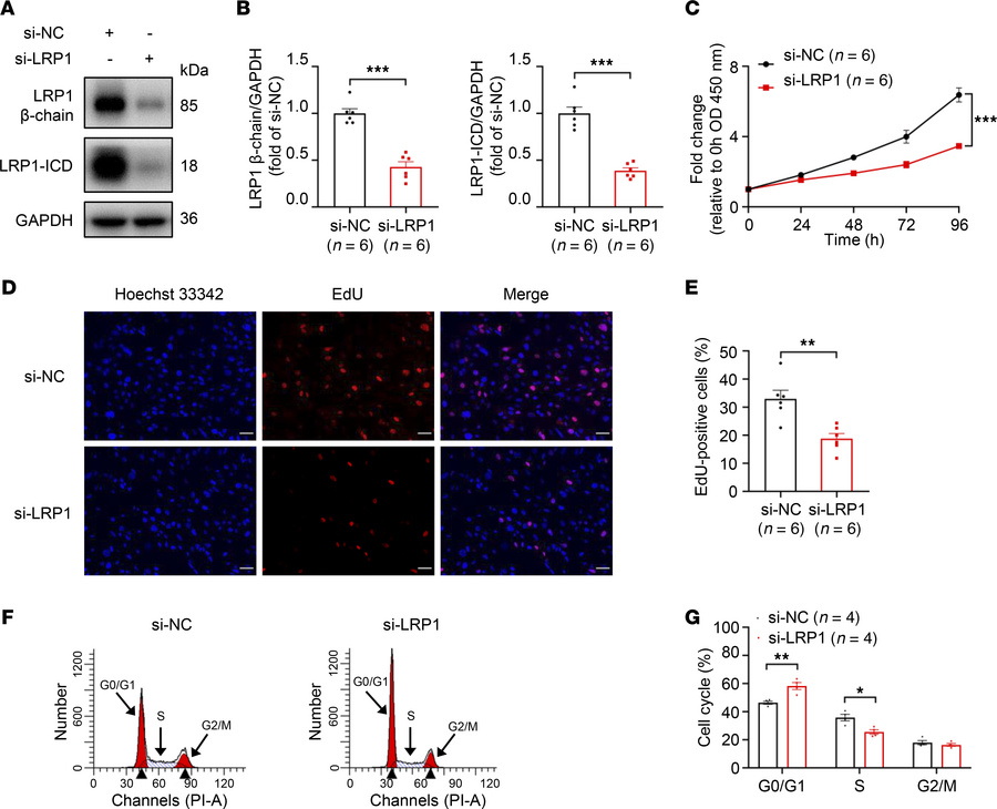 Effects of LRP1 knockdown on HBSMC function.
(A and B) HBSMCs were trans...