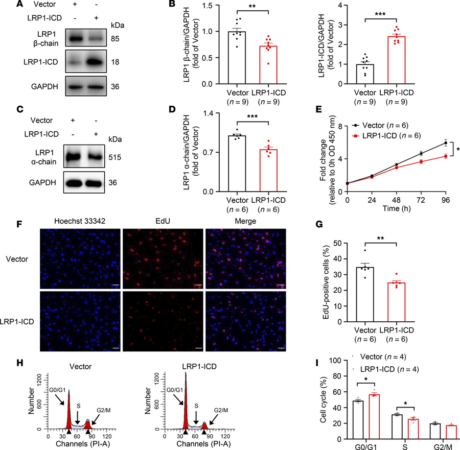 Effects of LRP1-ICD overexpression on HBSMC function.
(A and B) HBSMCs w...