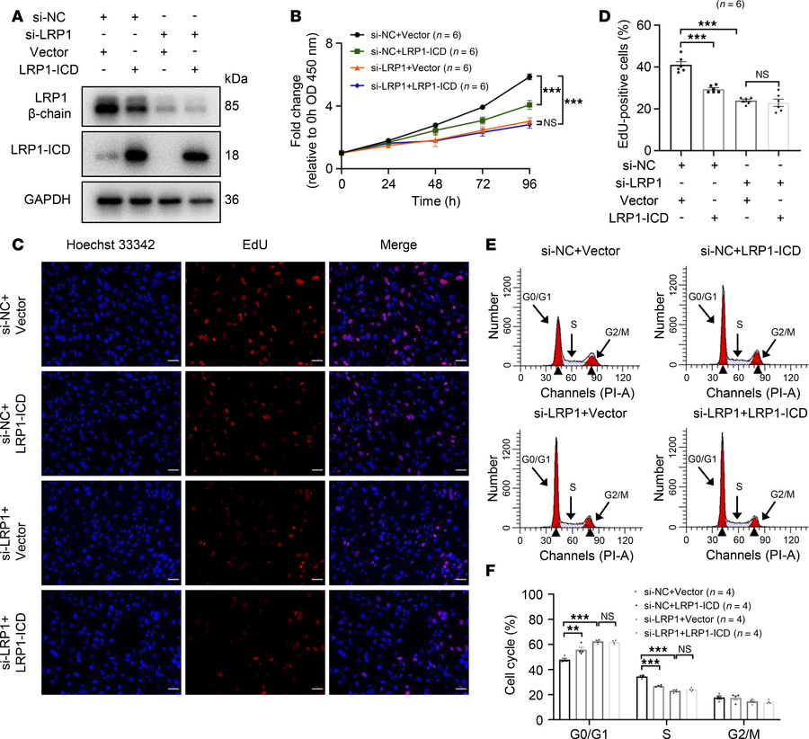 Effects of LRP1-ICD overexpression on HBSMC function are related to the ...