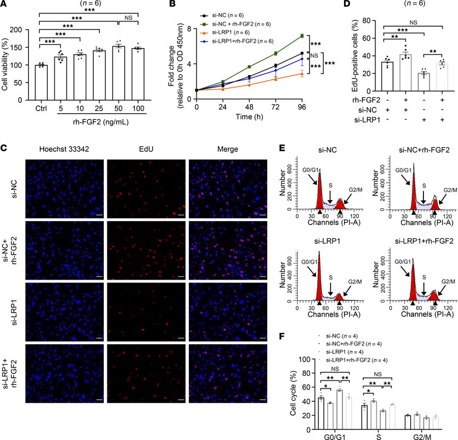 LRP1 affects HBSMC function by regulating FGF2 expression.
(A) HBSMCs we...
