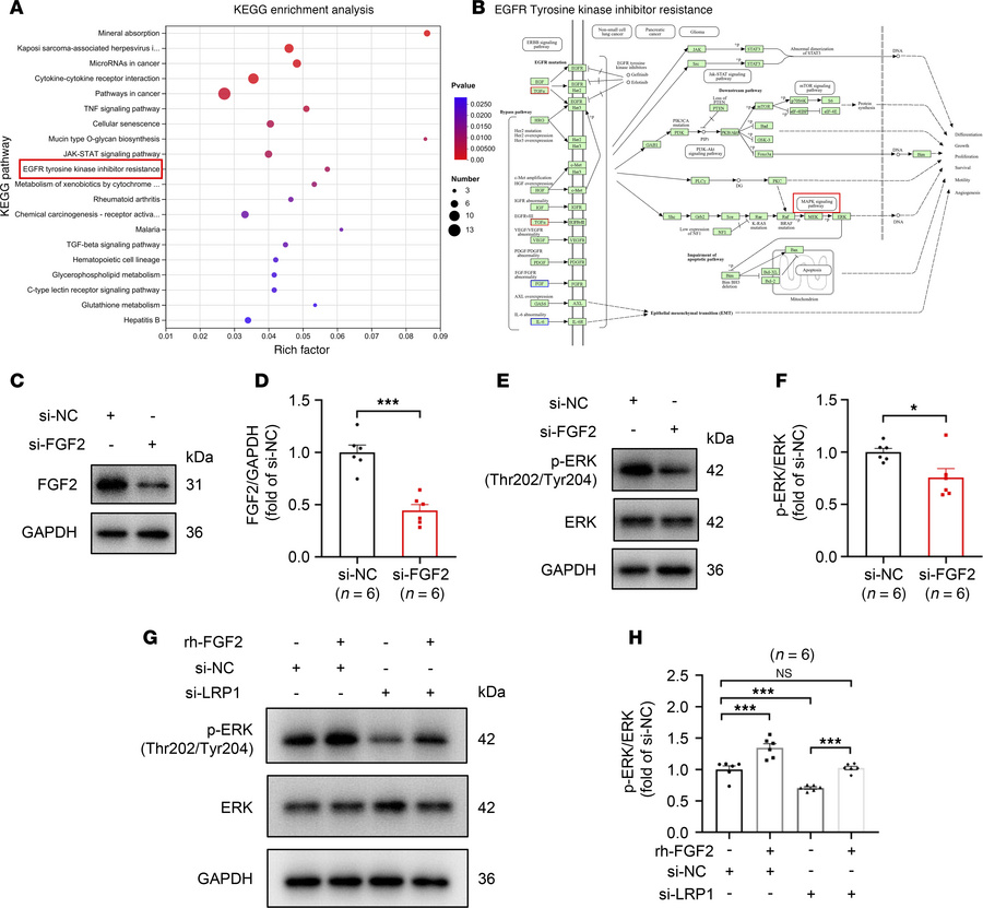 
LRP1 knockdown inhibits the MAPK signaling pathway by suppressing FGF2 ...