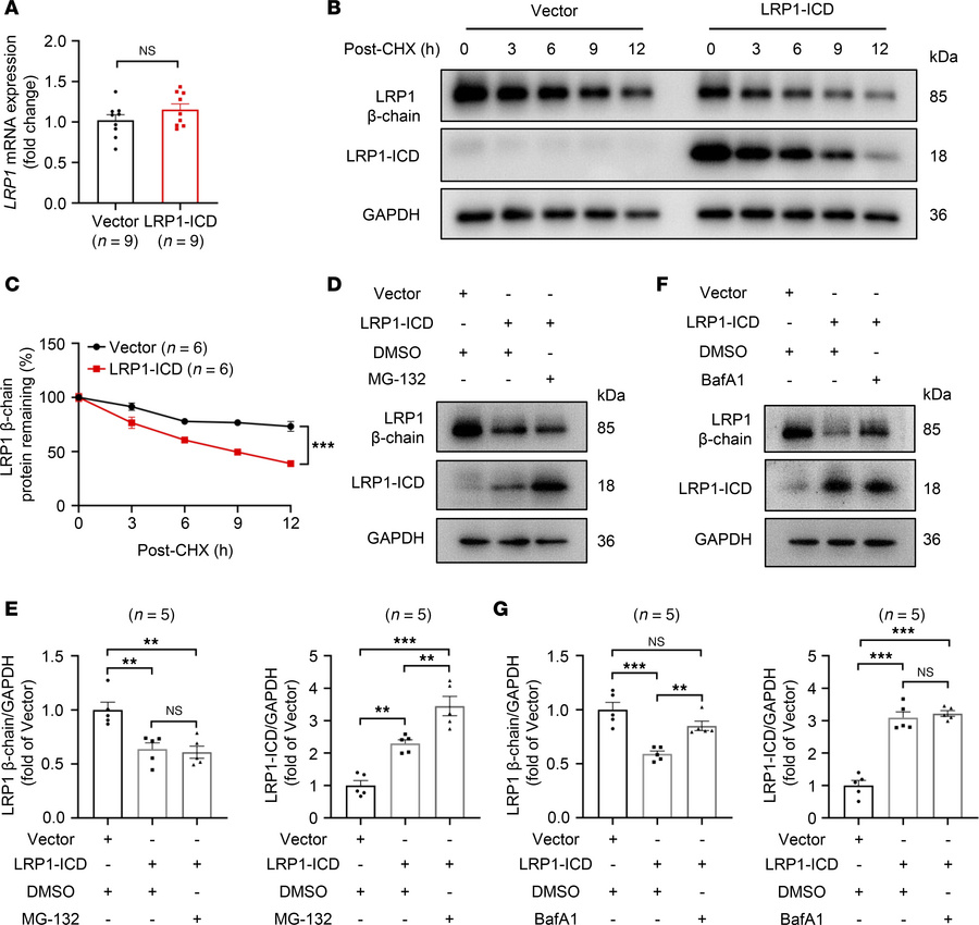 LRP1-ICD overexpression promotes protein degradation of the LRP1 via the...