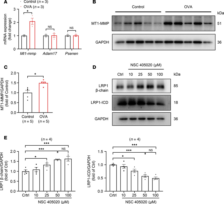 Upregulation of MT1-MMP expression in tracheal tissues of mice with OVA-...