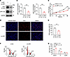 Effects of LRP1 knockdown on HBSMC function.