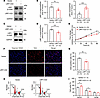 Effects of LRP1-ICD overexpression on HBSMC function.