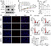 Effects of LRP1-ICD overexpression on HBSMC function are related to the ful