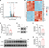 FGF2 is a downstream molecule potentially regulated by LRP1.