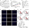 LRP1 affects HBSMC function by regulating FGF2 expression.