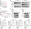 LRP1-ICD overexpression promotes protein degradation of the LRP1 via the ly