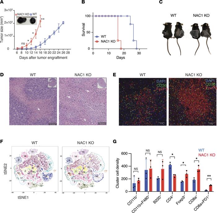 NAC1 deficiency supports tumor growth in mice.
B16-F10 melanoma cells (3...