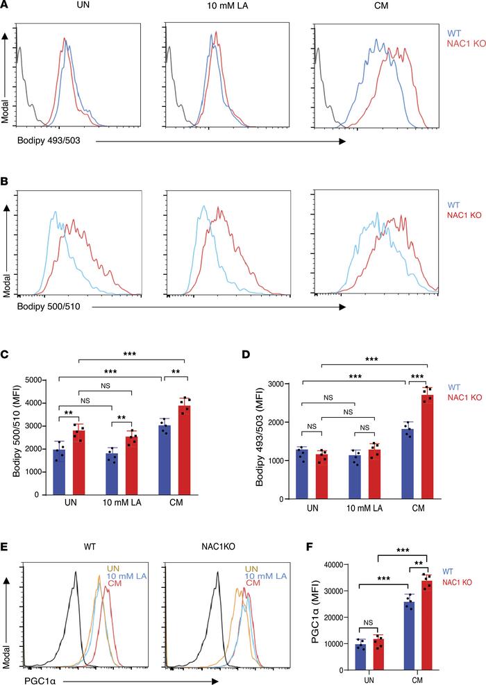NAC1-KO Tregs have elevated lipid uptake and neutral lipid content in an...