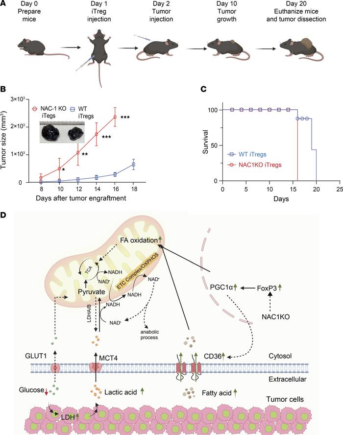 NAC1-KO Tregs support tumor growth.
Three million Tregs were i.p. inject...